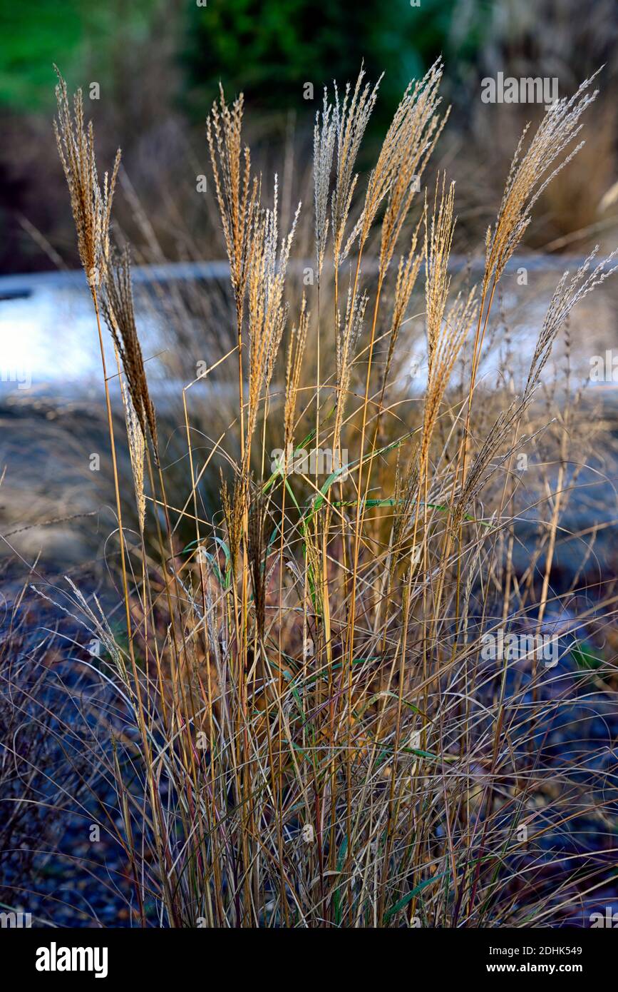 Calamagrostis Acutiflora Karl Foerster feather Reed grass Karl 
