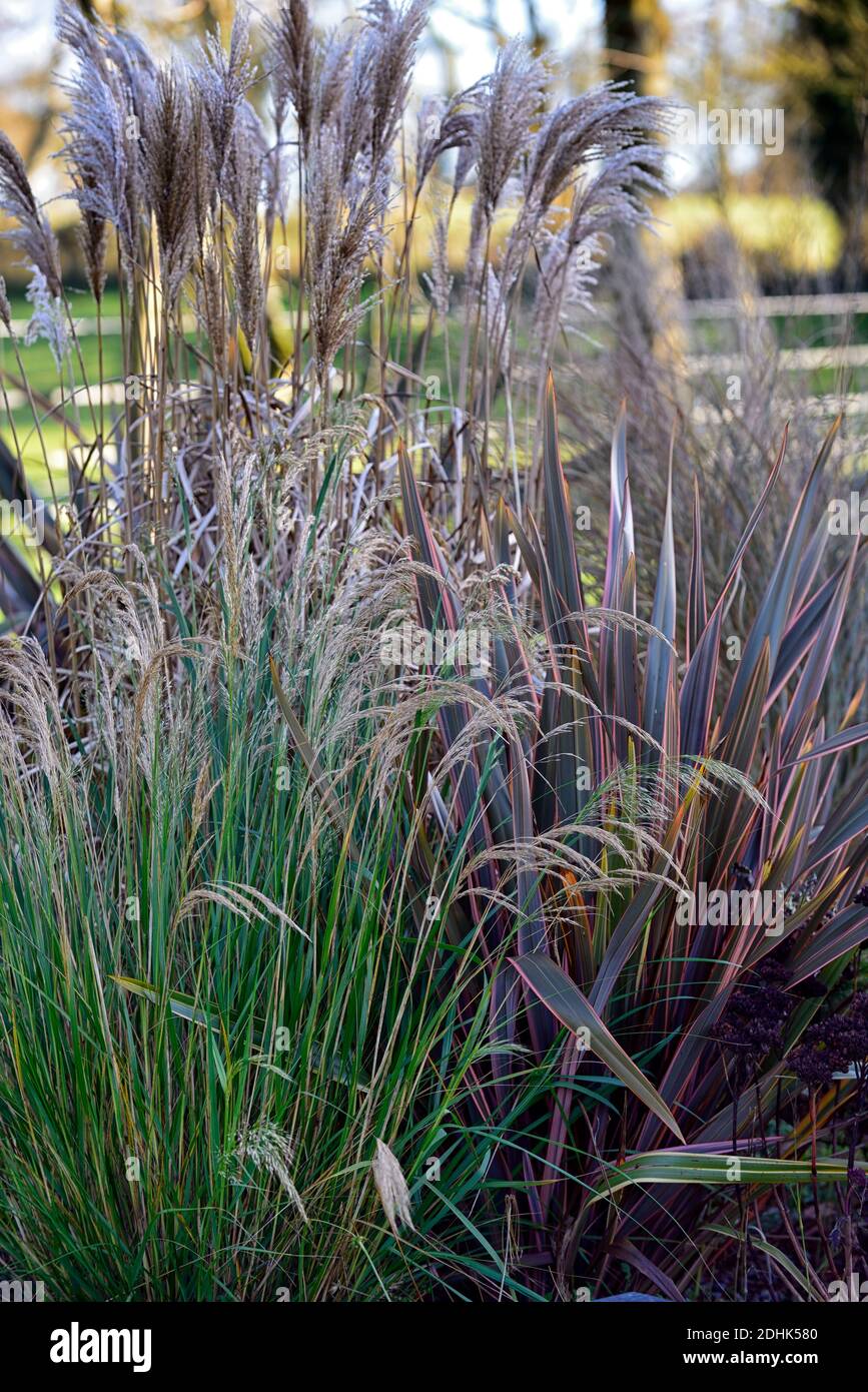 winter,ornamental grass,ornamental grasses,mix,mixed,molinia,stipa