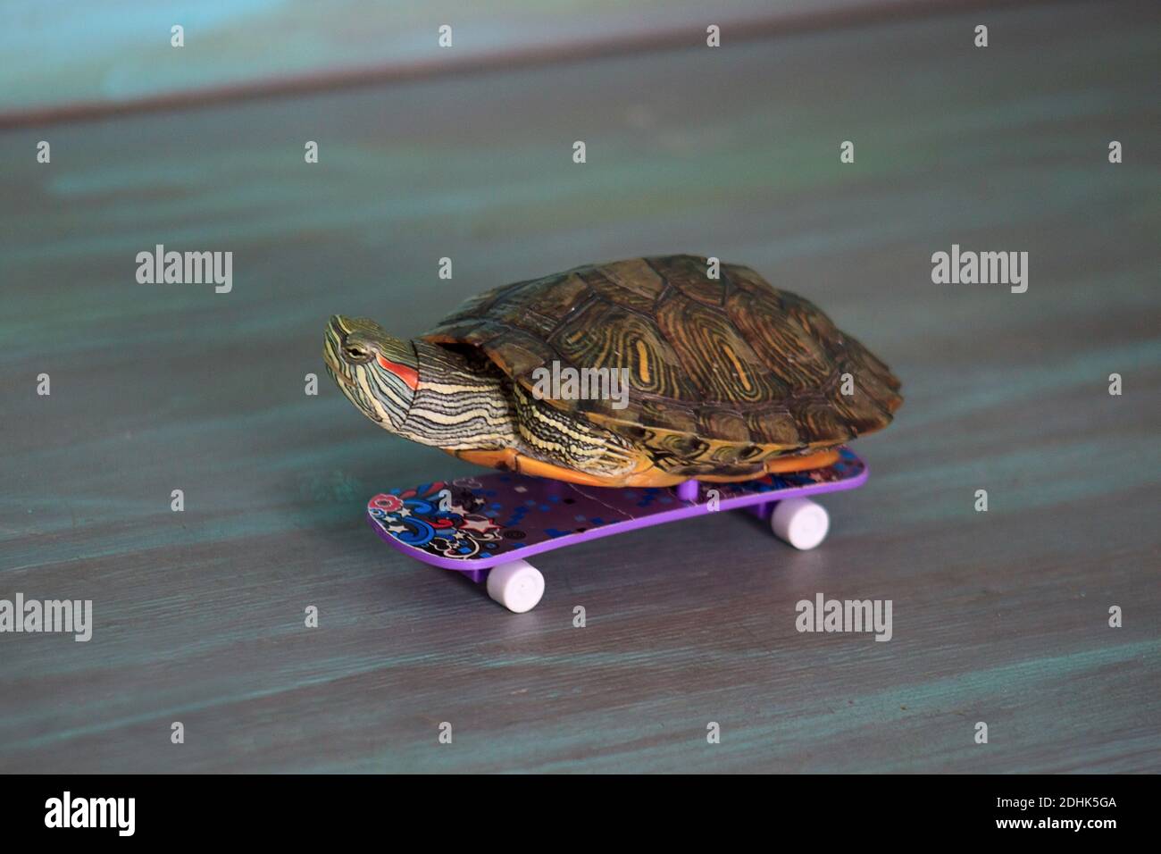 Skateboarding turtle hi-res stock photography and images - Alamy