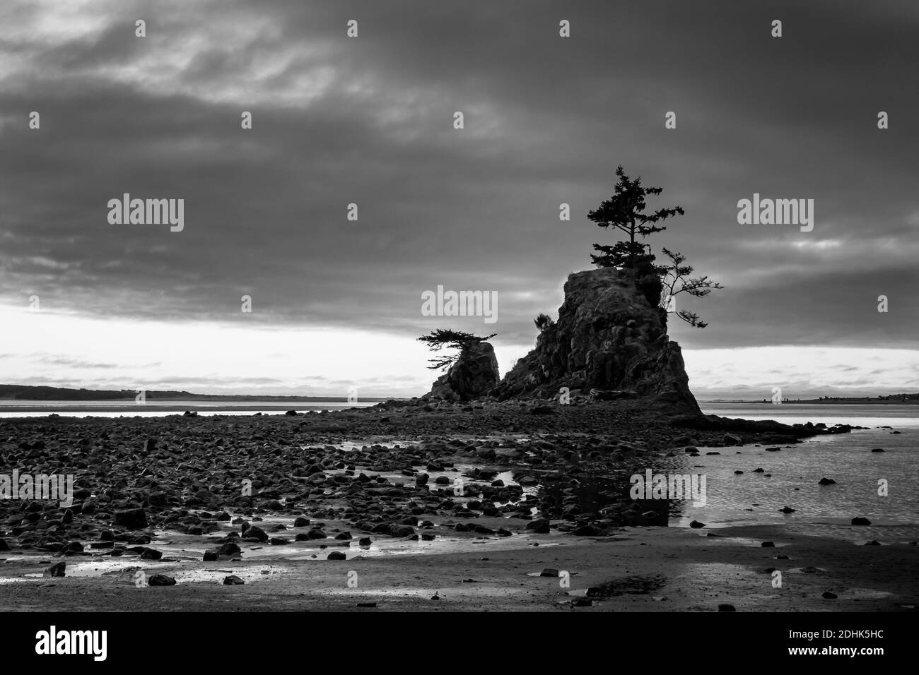 A greyscale shot of the trees on the beach on a cloudy day Stock Photo