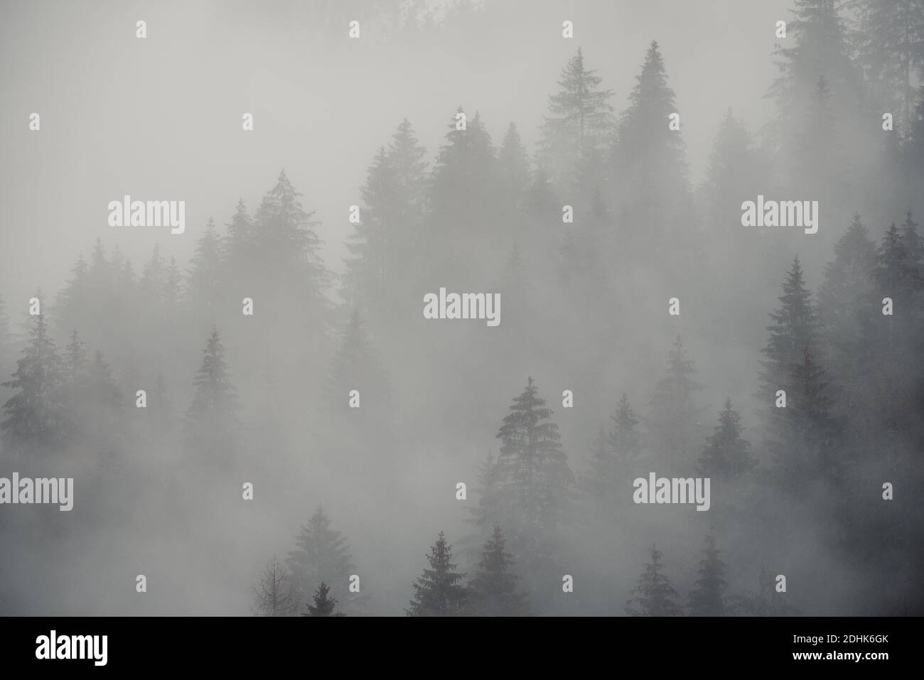 Pine trees in the fog Stock Photo - Alamy