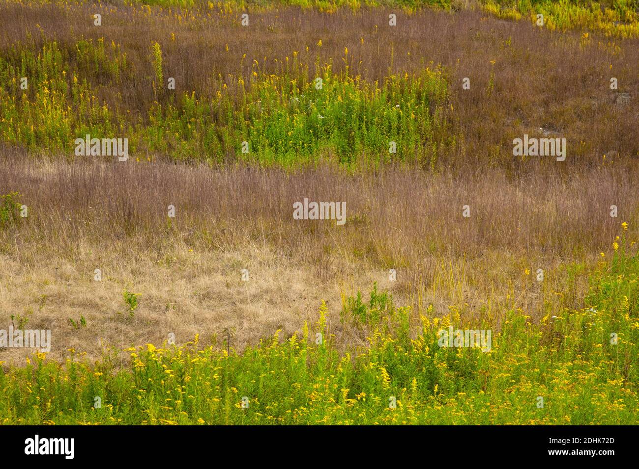 A late summer woodland meadow with goldenrod and little bluestem grass in Pennsylvania’s Pocono Mountains Stock Photo
