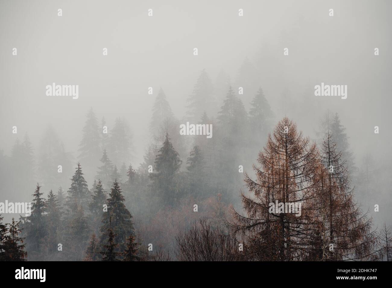 Pine trees in the fog Stock Photo - Alamy