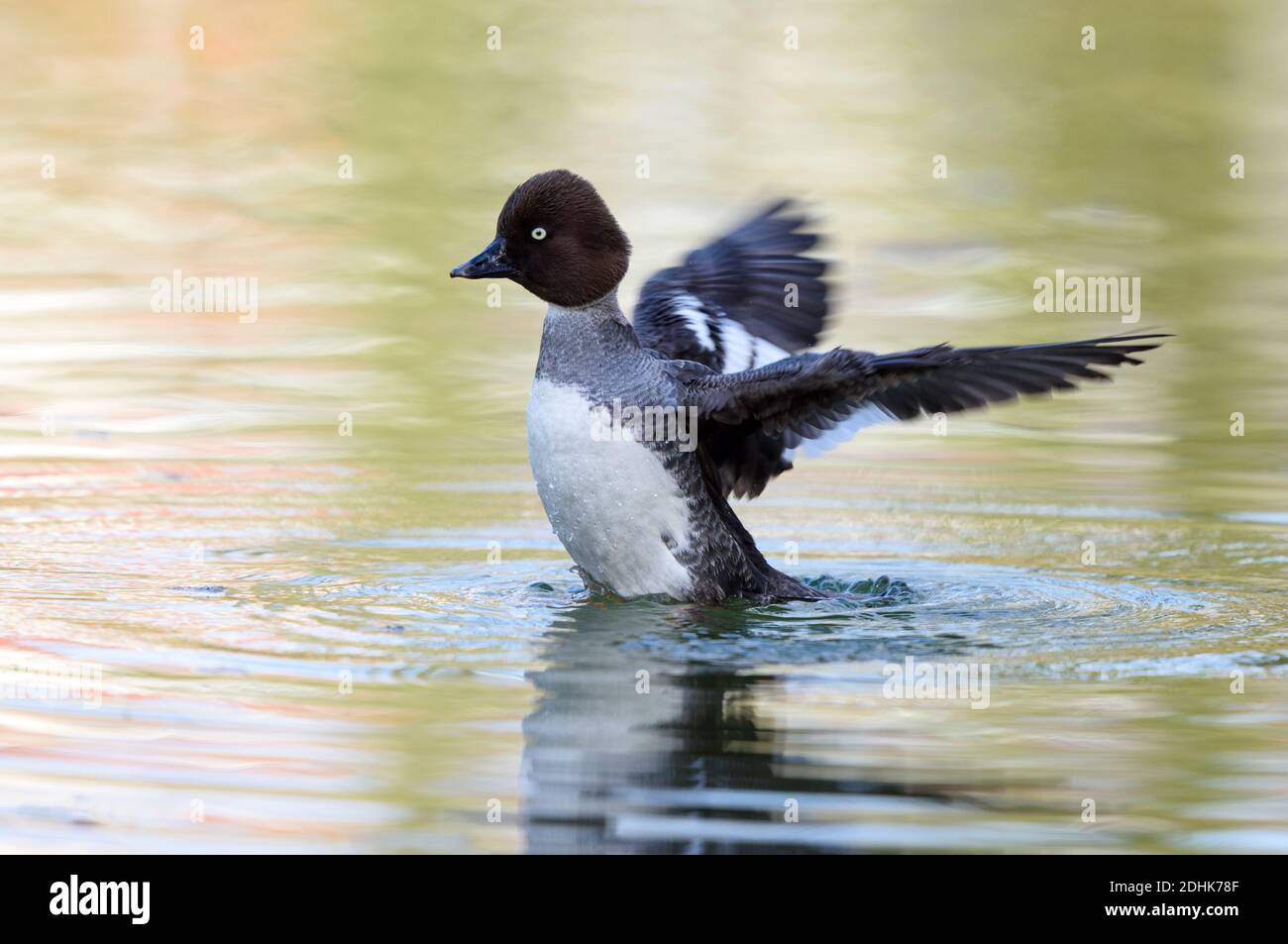 Schellente, (Bucephala clangula), Stock Photo