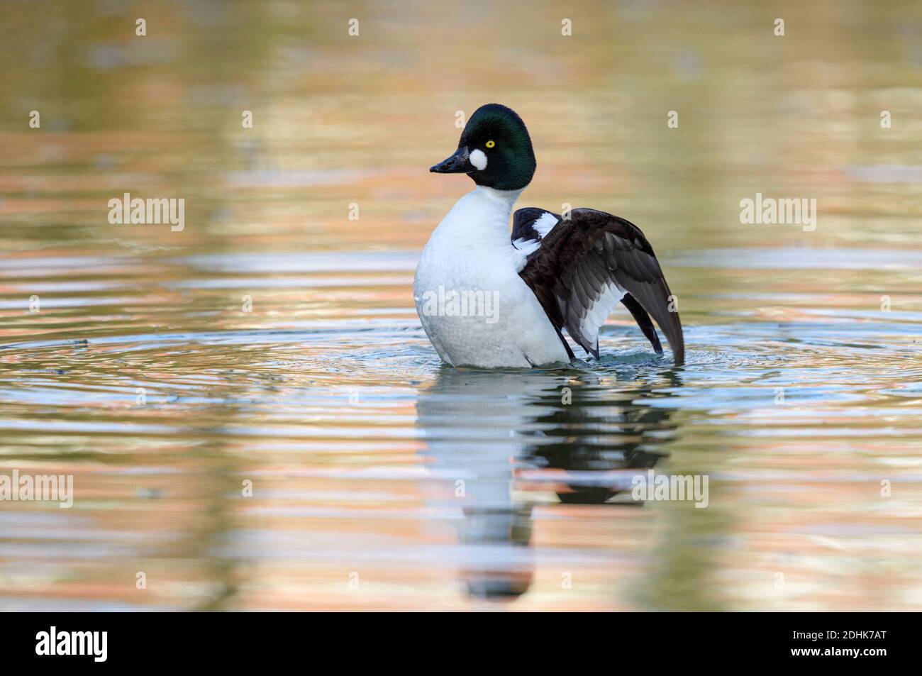 Schellente, (Bucephala clangula), Stock Photo