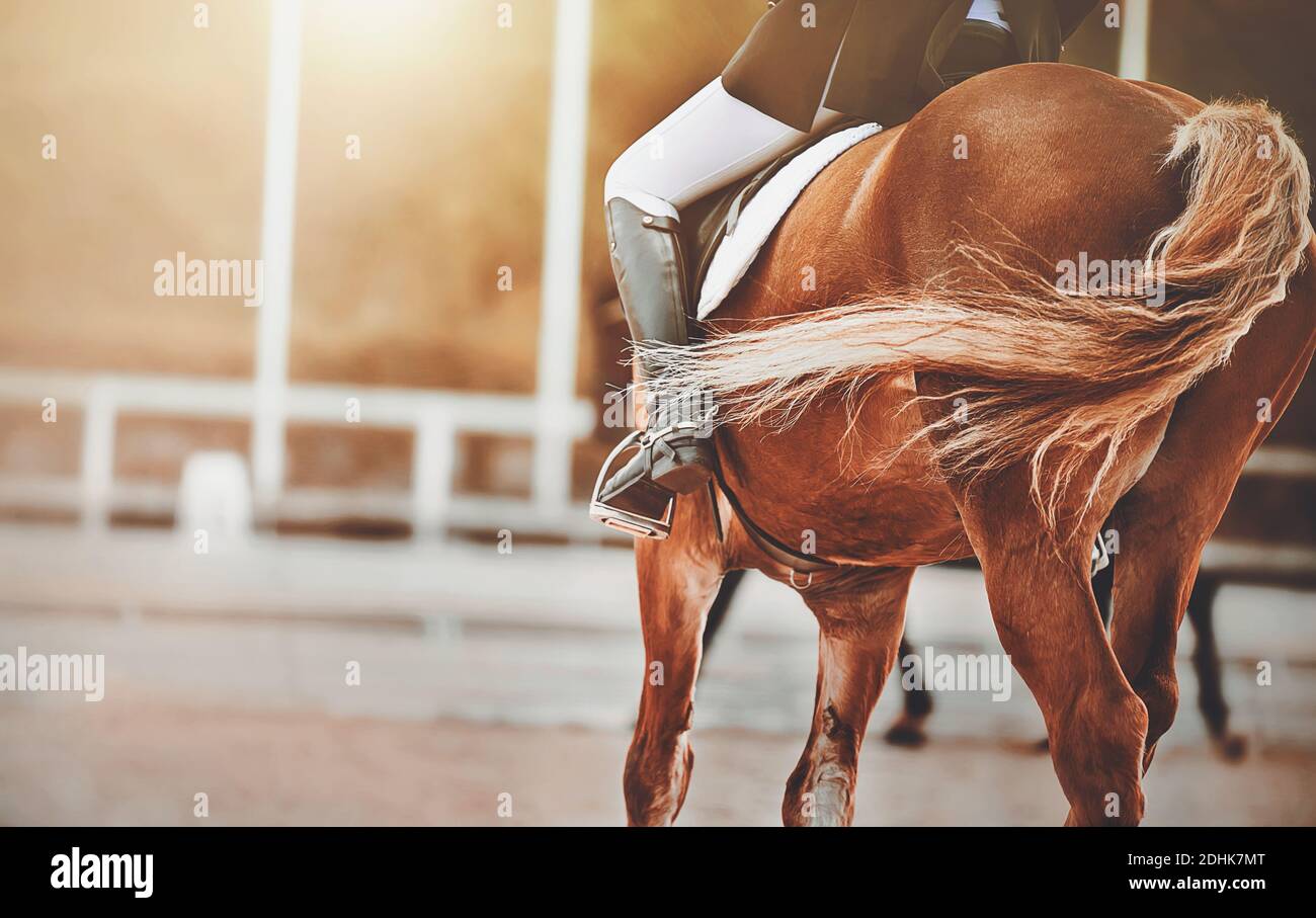 On a sorrel horse with a long curly tail, a rider sits in the saddle, illuminated by sunlight. Equestrian sport. Participation in dressage. Horse ridi Stock Photo
