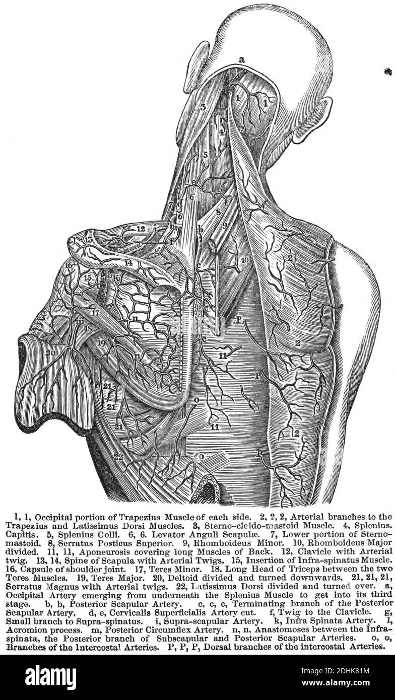 The vagus nerve anatomy - topography Stock Photo
