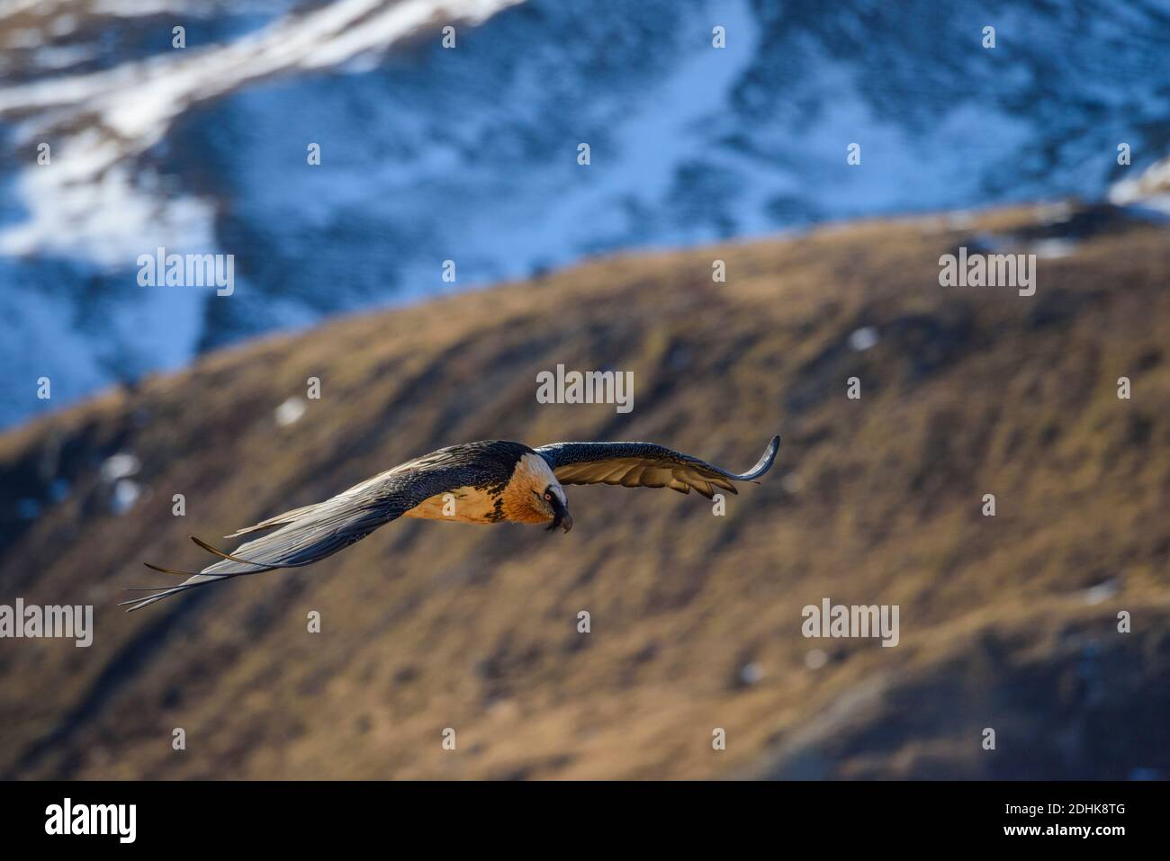Bartgeier fliegt an einem Berghang entlang, Gypaetus barbatus, Stock Photo
