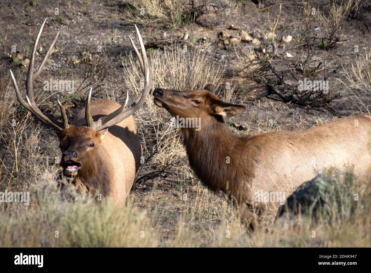 A male and female elk in Yellowstone National Park Stock Photo Alamy