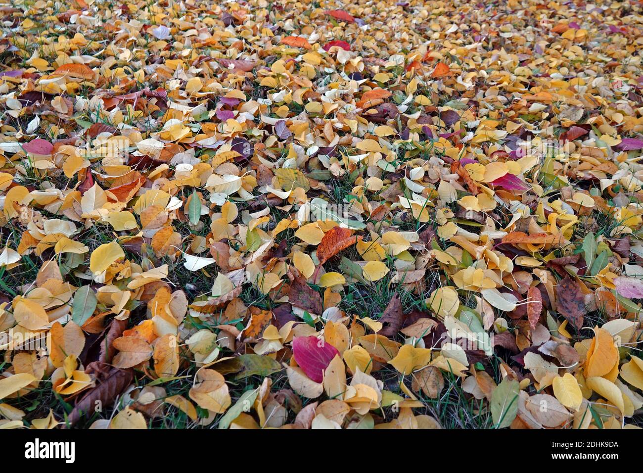 Full screen of leaves hi-res stock photography and images - Alamy