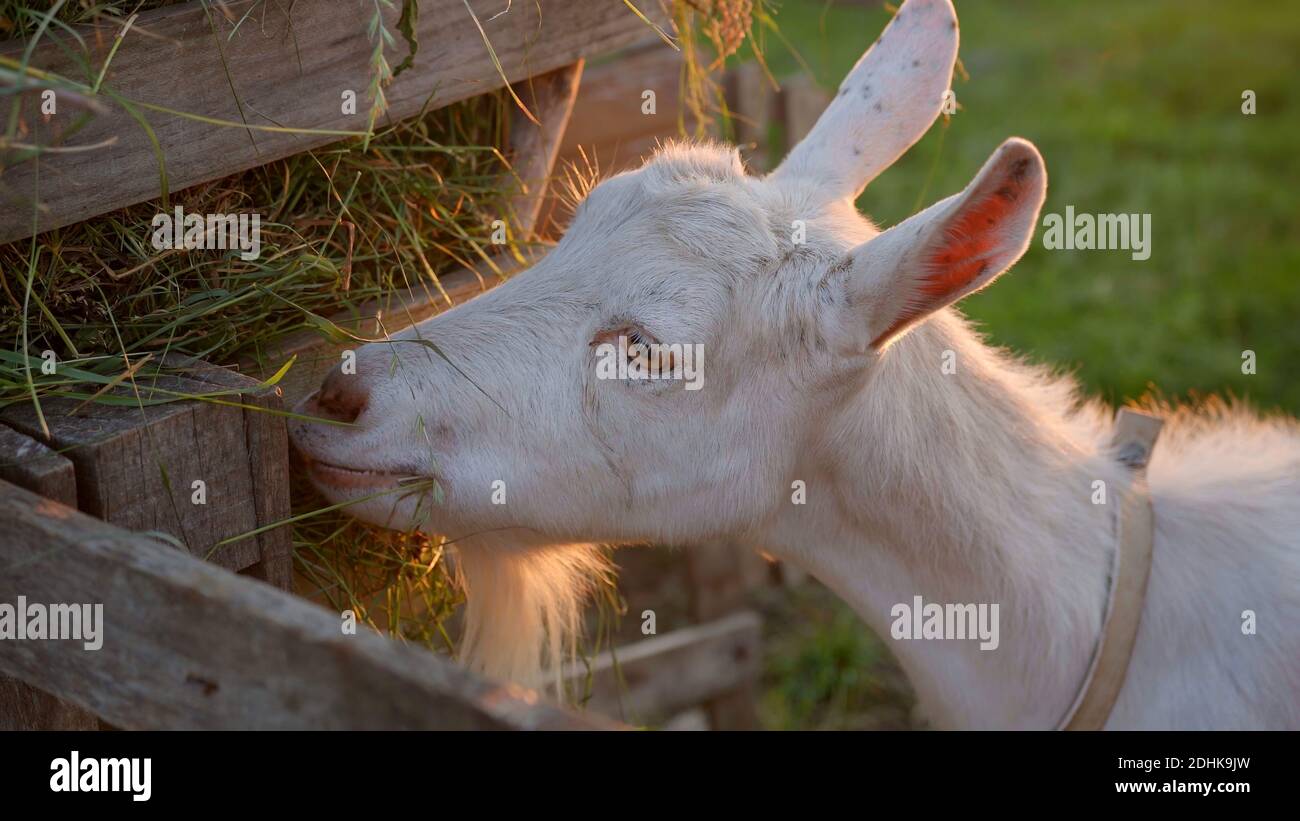 White goat eats fresh grass at sunset. Stock Photo