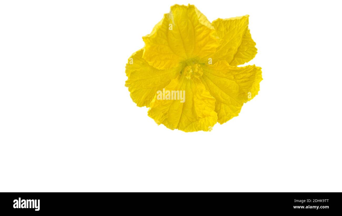 A luffa flower isolated on white background Stock Photo