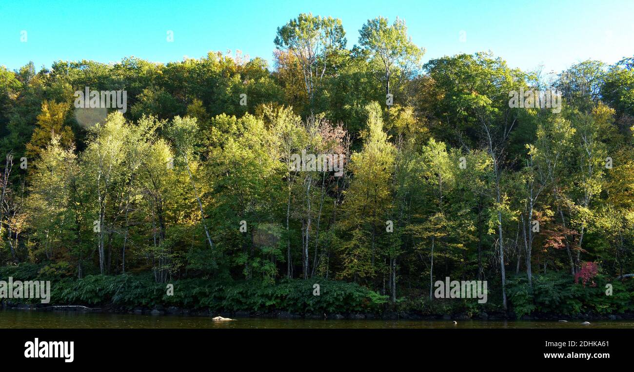 Birch trees at sunset along river. Stock Photo