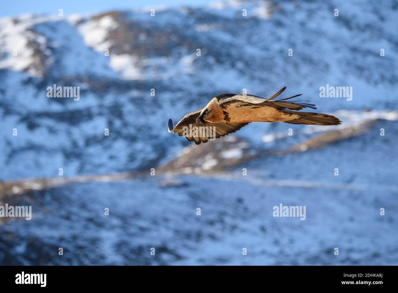 Bartgeier fliegt an einem Berghang entlang, Gypaetus barbatus, Stock Photo