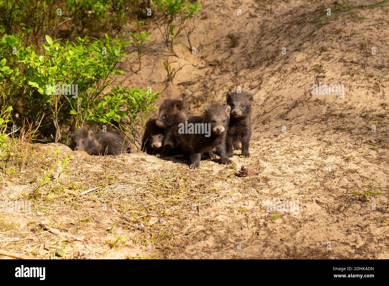 Five young curious raccoons standing next to their hidden cave entrance in the wilderness. Stock Photo