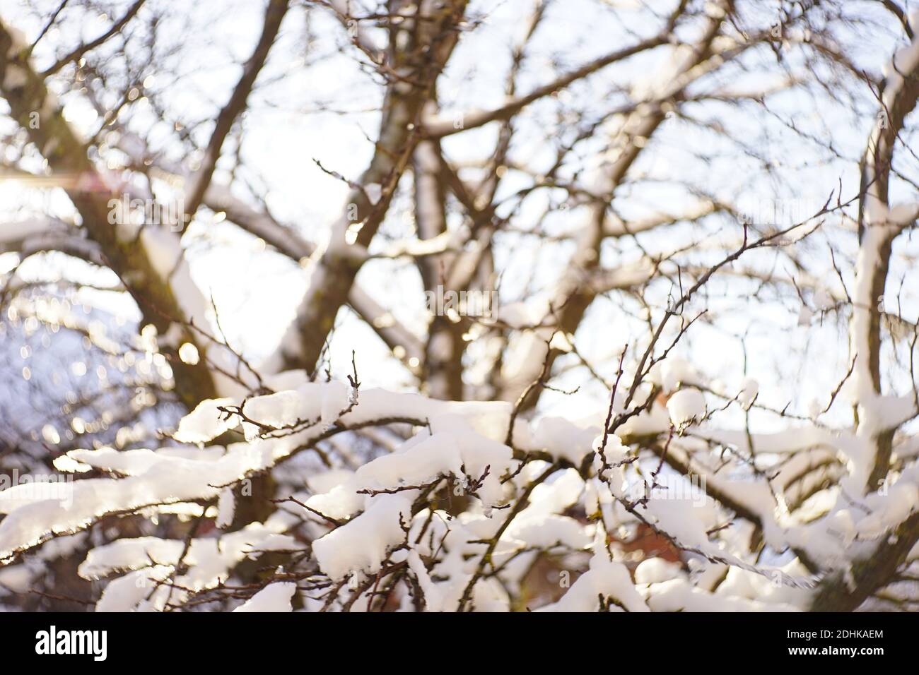 Closeup thin tree branches hi-res stock photography and images - Alamy