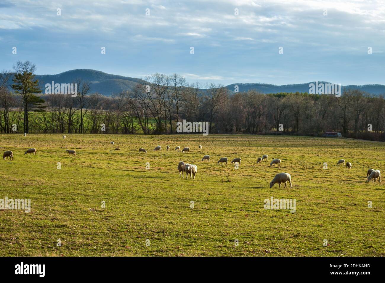 Sheep graze in an autumn field with blue mountains in the background. Stock Photo