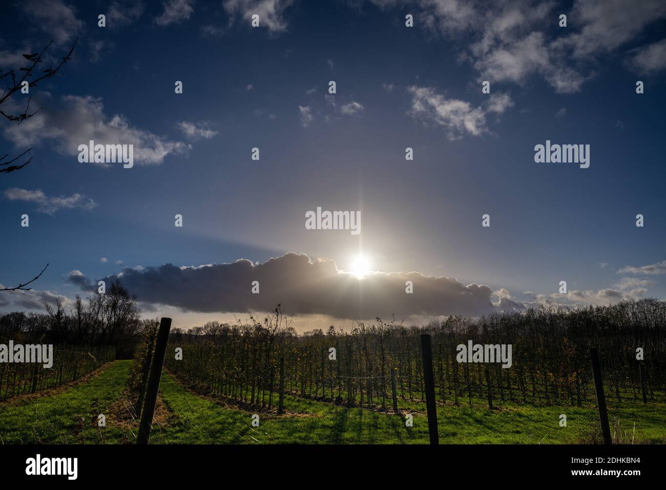 A picture of a beautiful sunset over a vineyard. Picture from Scania county, Sweden Stock Photo