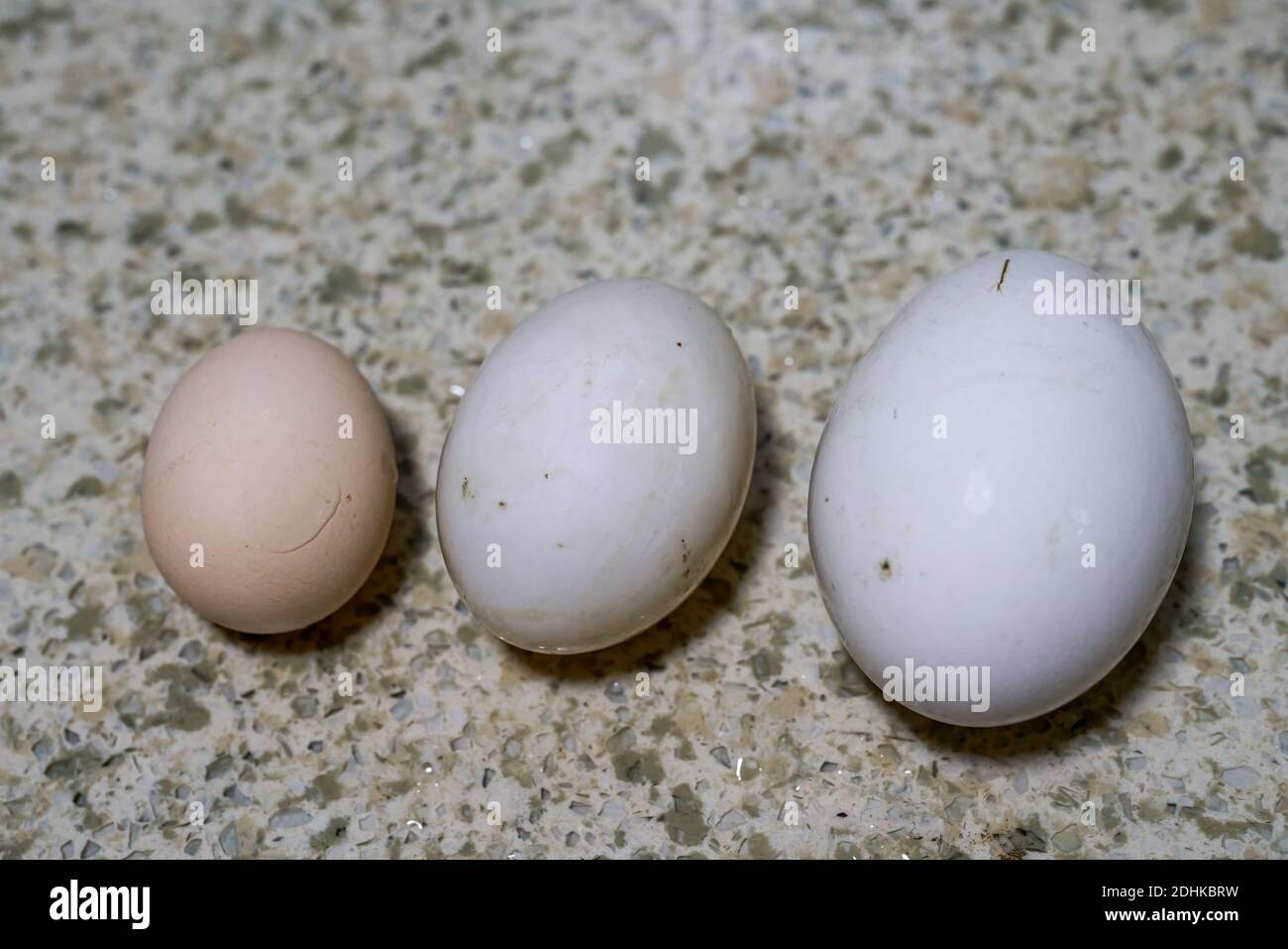 Egg Duck Eggs Close Up Of The Size Comparison Of Goose Eggs Stock Photo Alamy