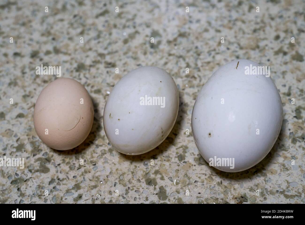 egg. Duck eggs. Close-up of the size comparison of goose eggs Stock Photo