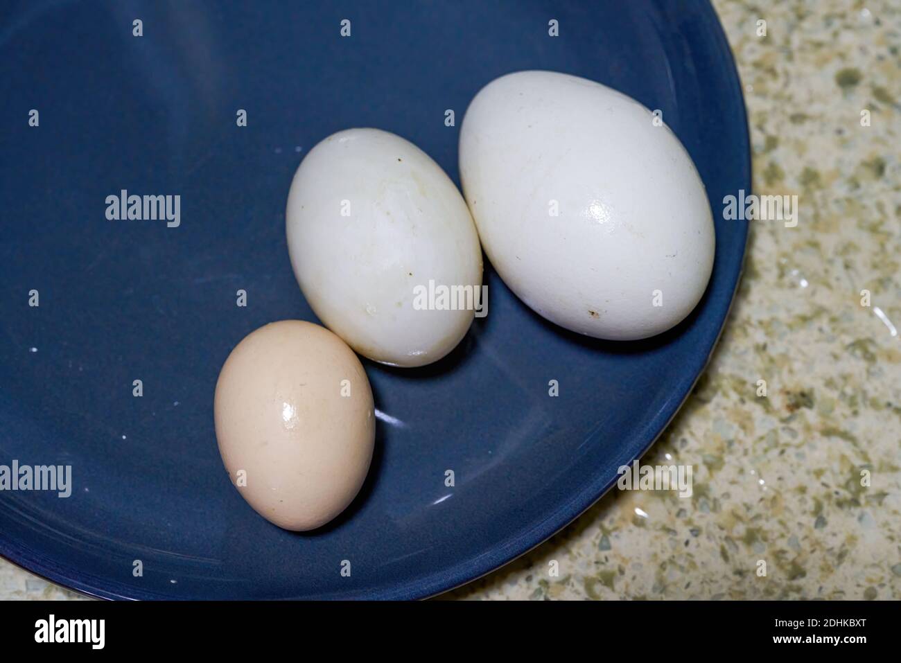egg. Duck eggs. Close-up of the size comparison of goose eggs Stock Photo