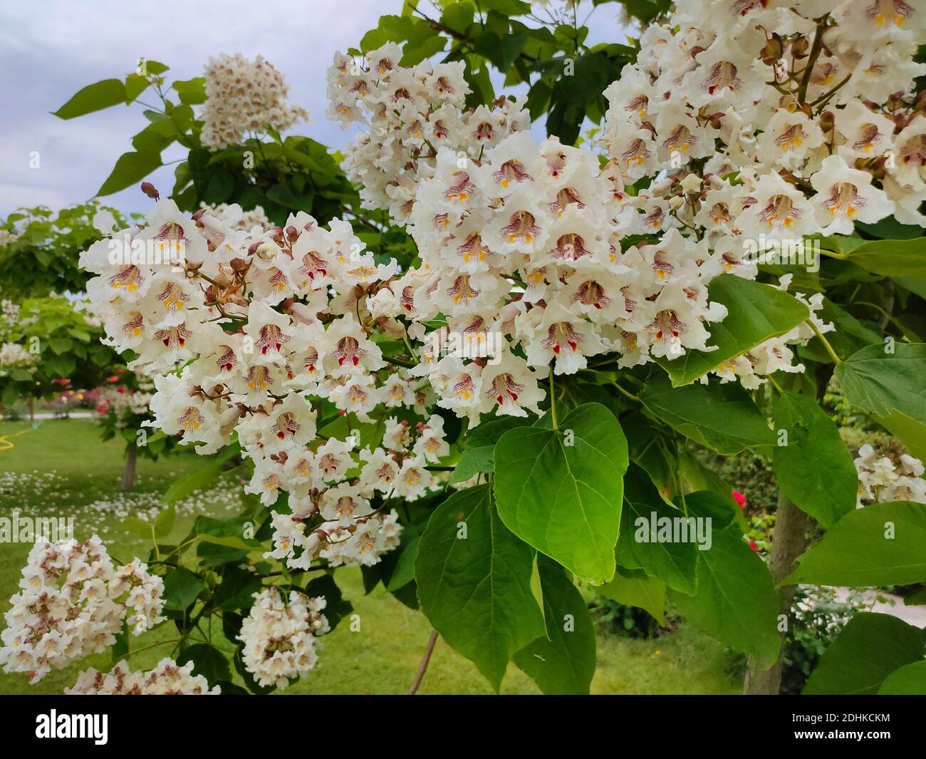 White flowers of southern catalpa, Catalpa bignonioides Stock Photo Alamy