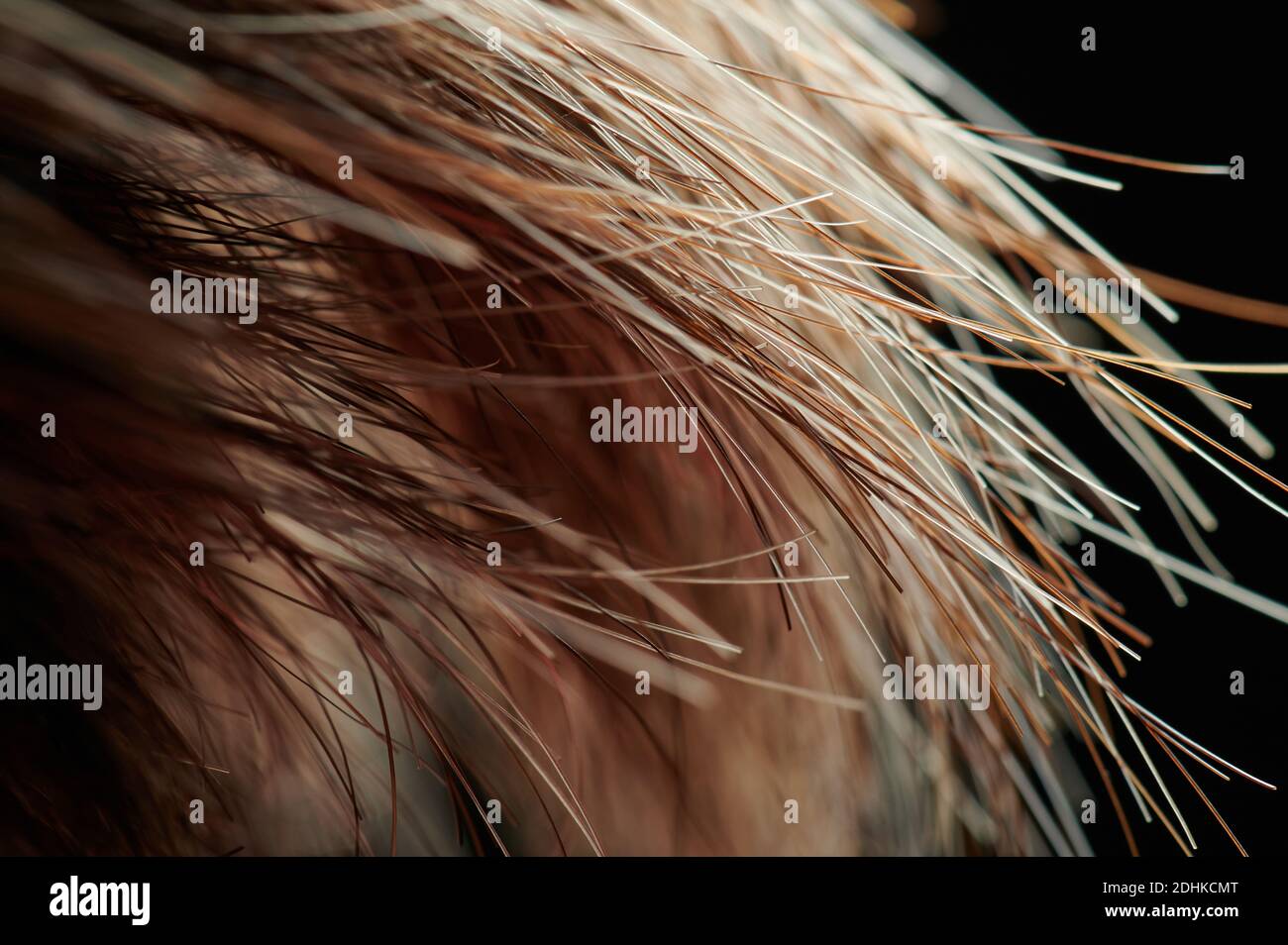 Hair split ends close up hires stock photography and images Alamy