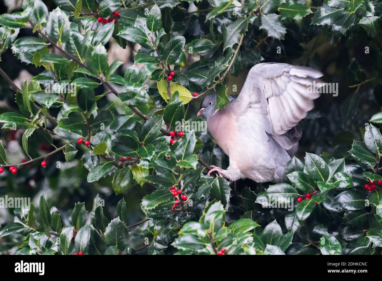 Wood Pigeon eating ripe Holly berries Stock Photo Alamy