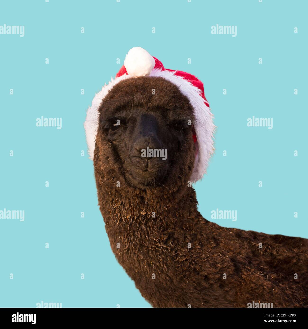Black alpaca wearing Santa Clouse hat. Funny Christmas card Stock Photo