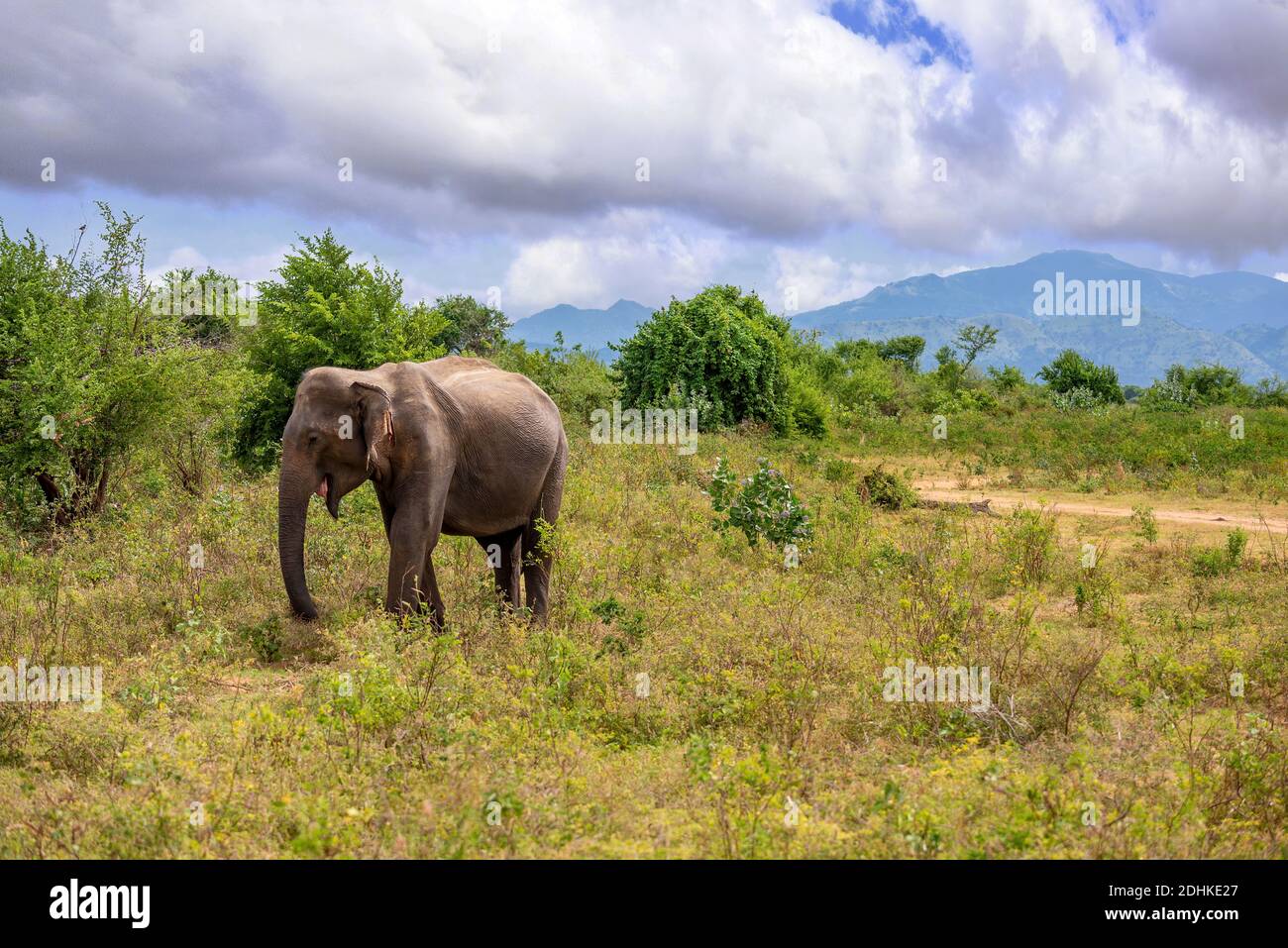 An asien elephant walking in the jungle of Sri Lanka Stock Photo
