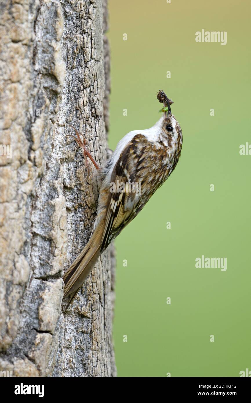 Waldbaumläufer mit gefangenen Insekten sitzt an einem Baumstamm, (Certhia familiaris), Stock Photo