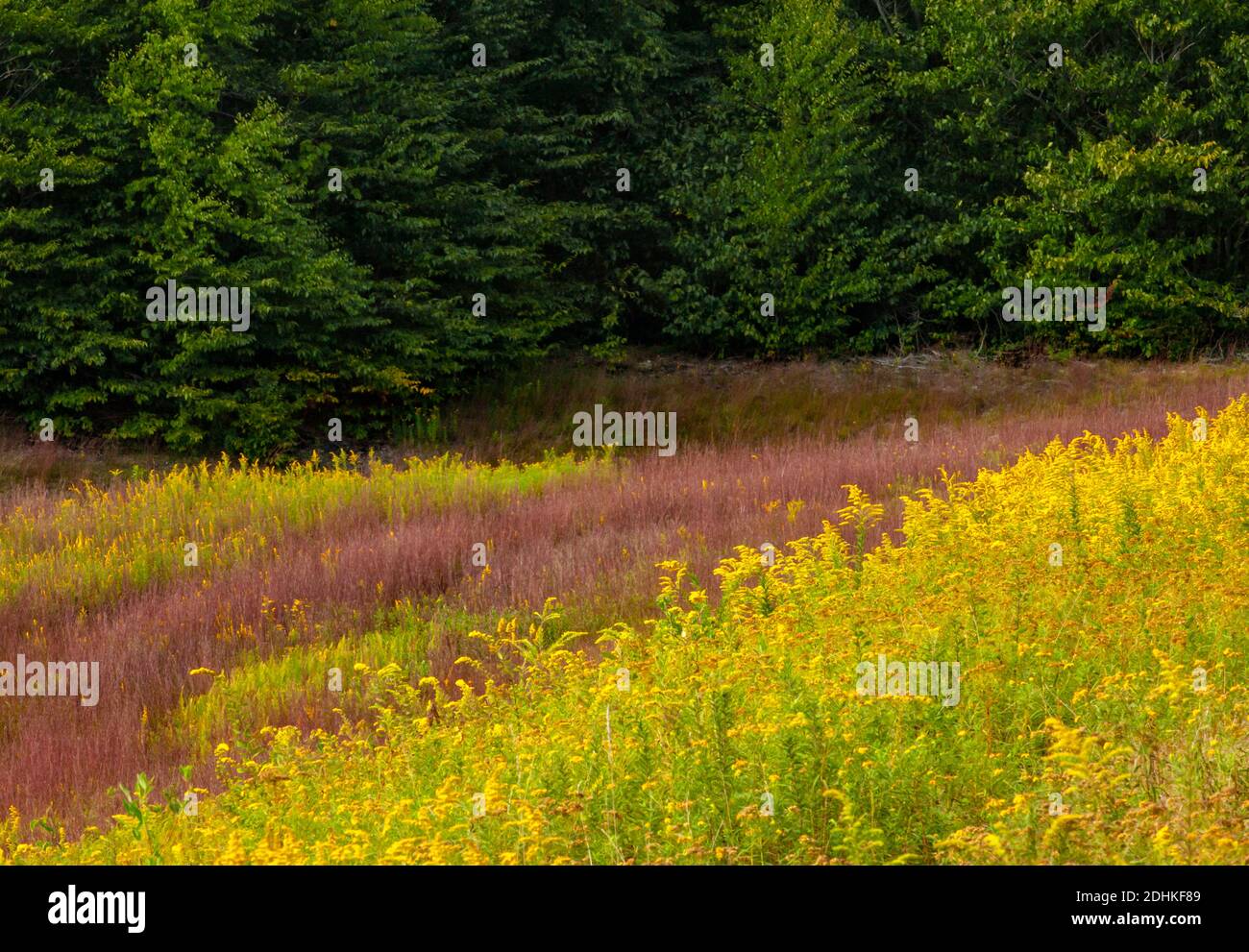 A late summer woodland meadow with goldenrod and little bluestem grass in Pennsylvania’s Pocono Mountains Stock Photo