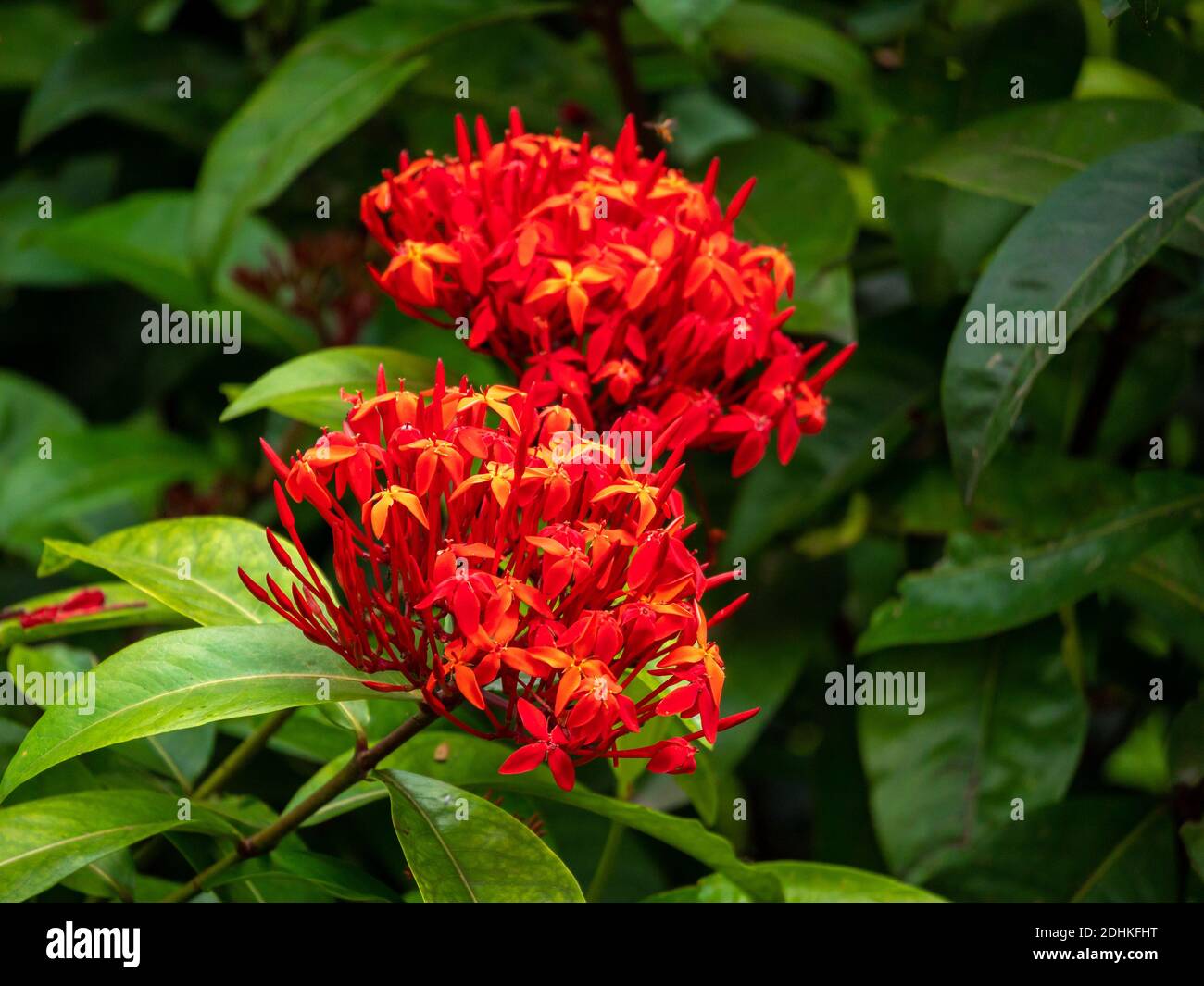 Jungle Geranium, Flame of the Woods or Jungle Flame or Pendkuli (Ixora coccinea), Red Flowers like a Bouquet in a Garden Stock Photo