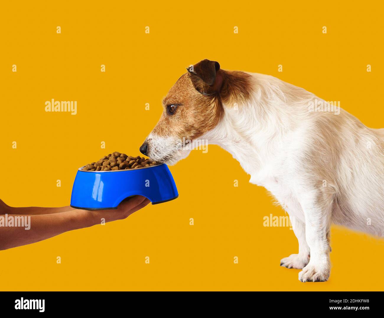 Child takes care of pet dog feeding him with dry food from bowl Stock