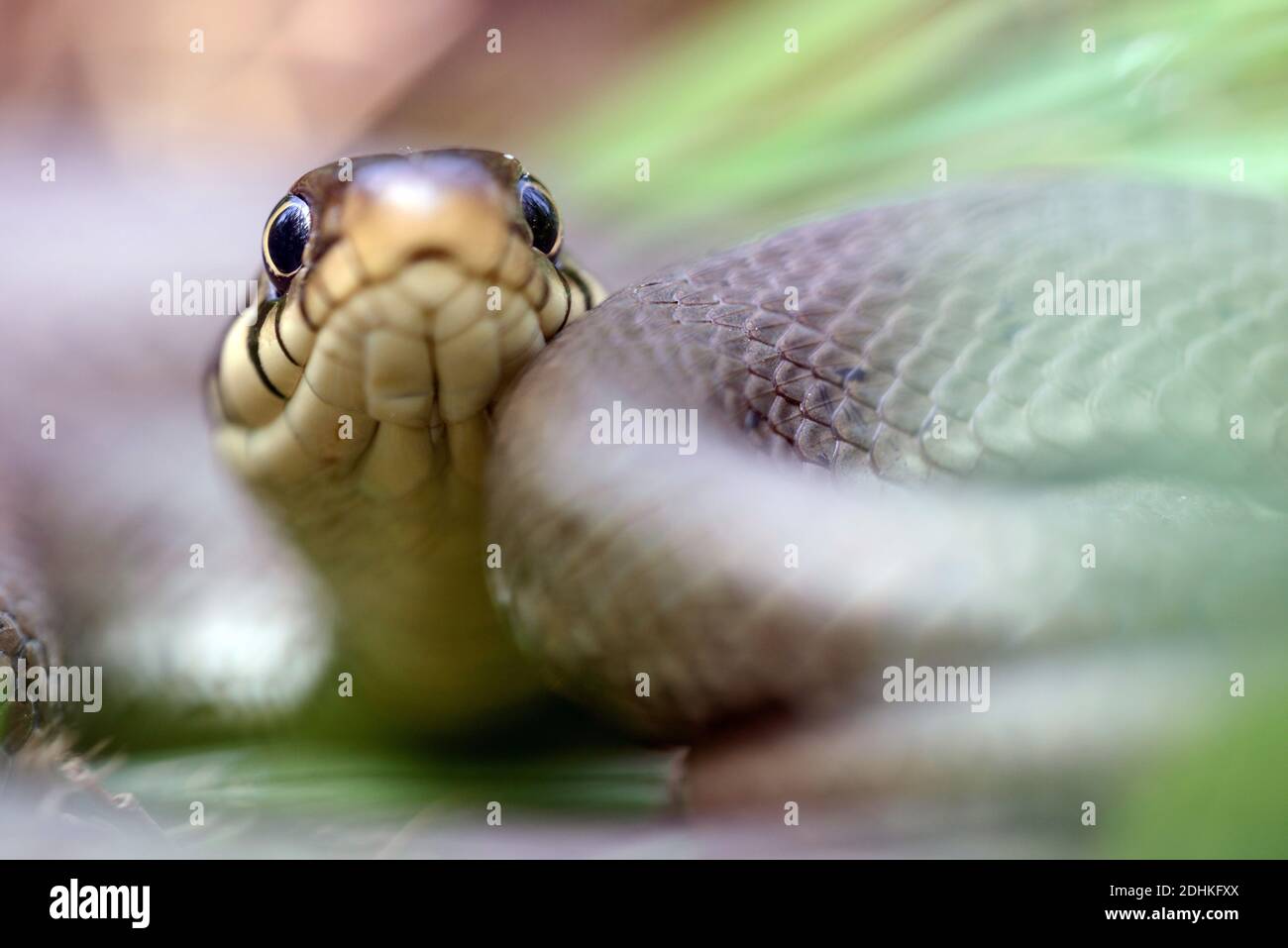 Porträt einer Ringelnatter, (Natrix natrix), Stock Photo