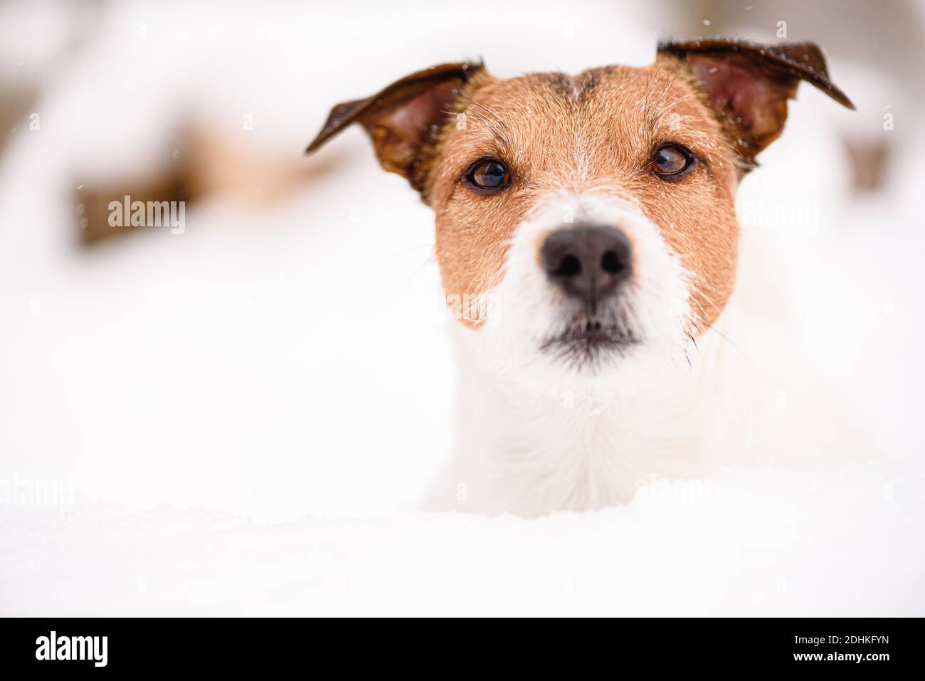 Jack russell terrier dog head hires stock photography and images Alamy