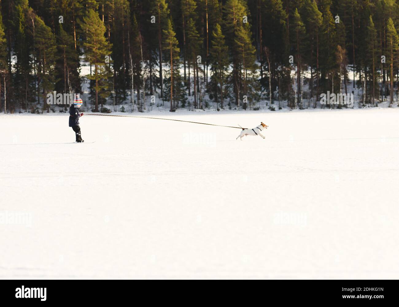 Little boy training for skijoring with dog on ice of lake on sunny winter day Stock Photo