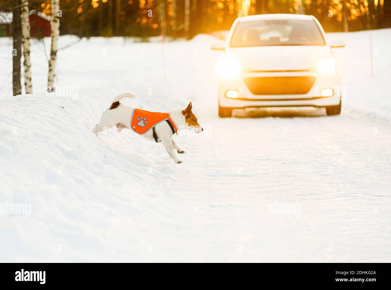 Stay visible during evening walk with dog in twilight and dark concept