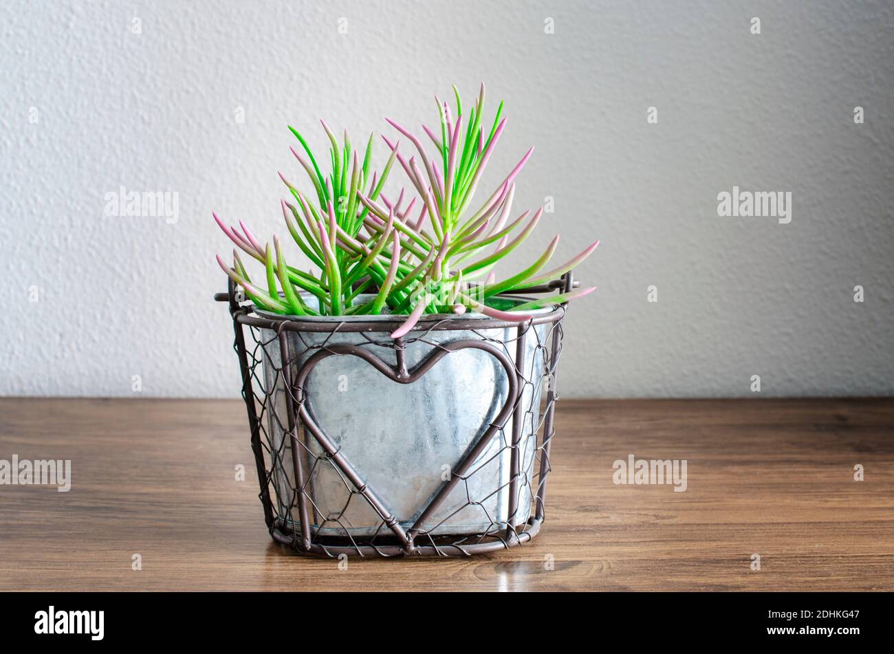 Selective focus on a succulent senecio serpens on a pot. Stock Photo