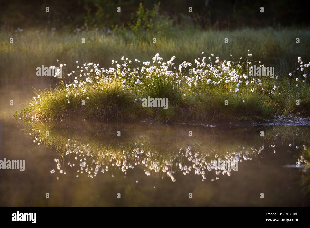 Wollgras im Gegenlicht mit Spiegelung in einem Moorsee, (Eriophorum spec.), Stock Photo