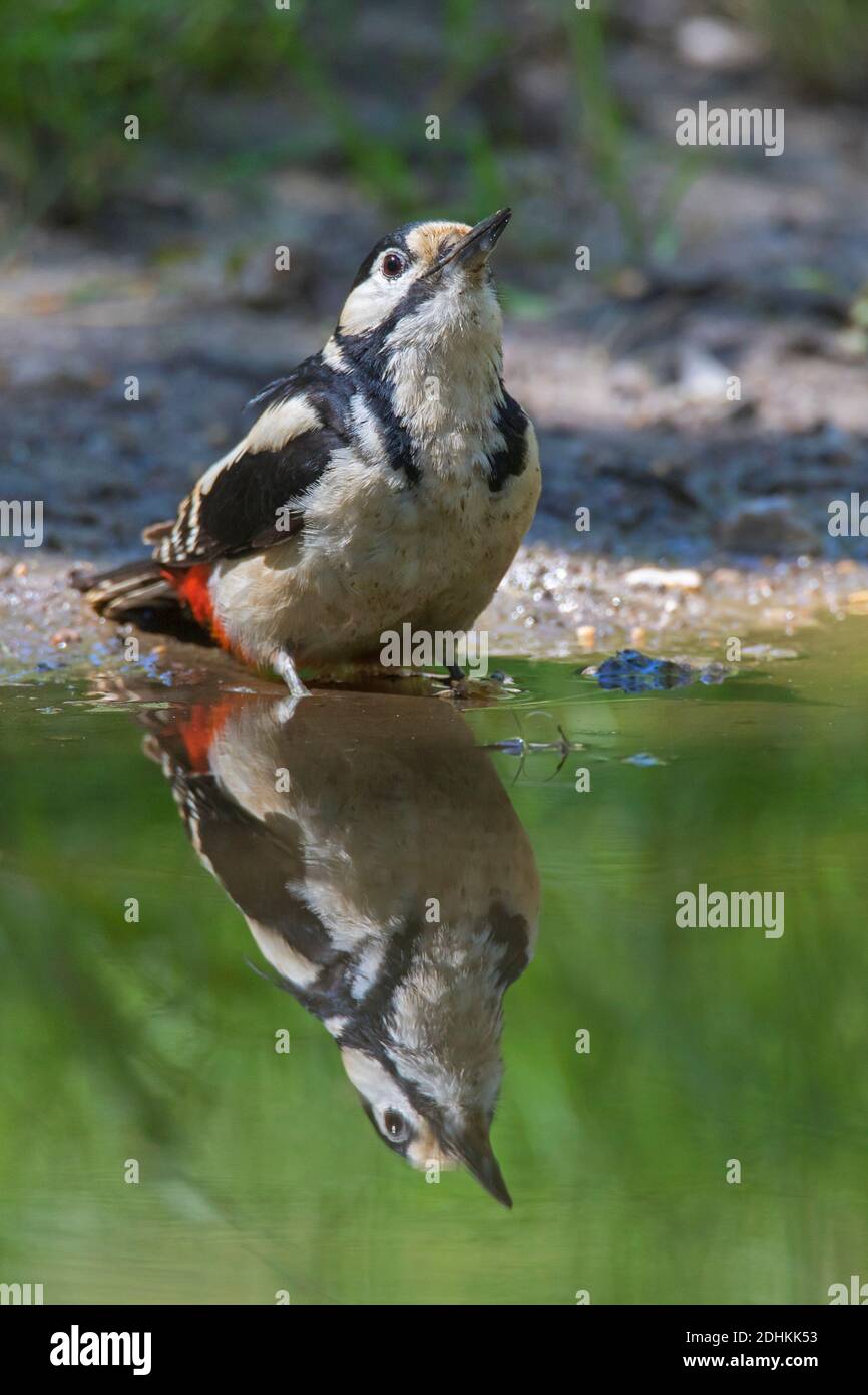 Great spotted woodpecker / greater spotted woodpecker (Dendrocopos major) male drinking water from stream / pond Stock Photo
