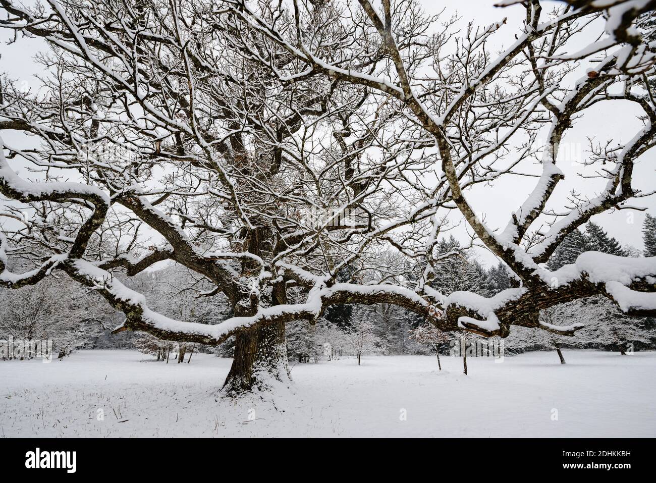 Schneebedeckte Eiche im Winter, (Quercus robur), Stieleiche, Stock Photo