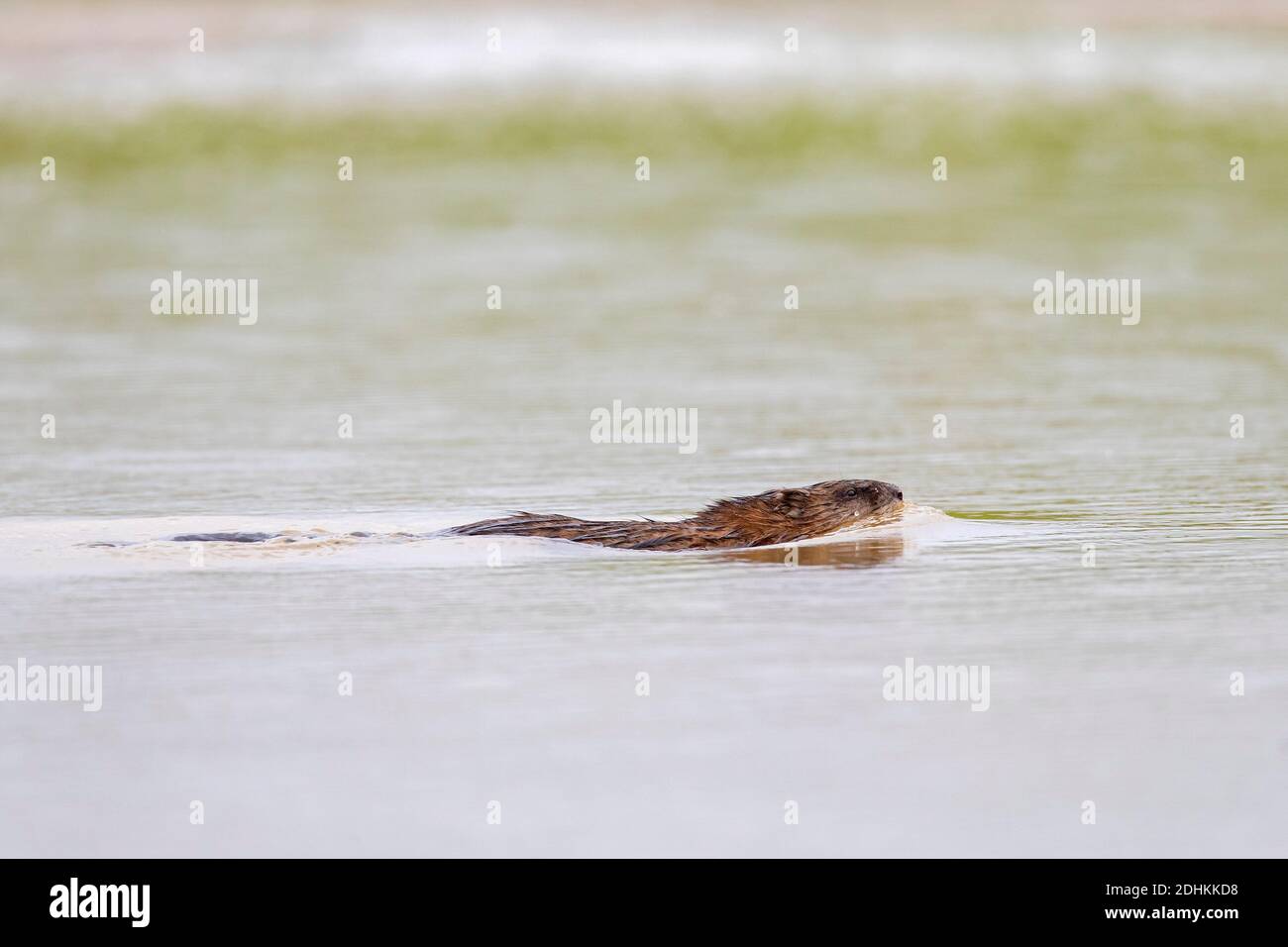 Muskrat (Ondatra zibethicus) introduced species native to North America swimming in pond Stock Photo