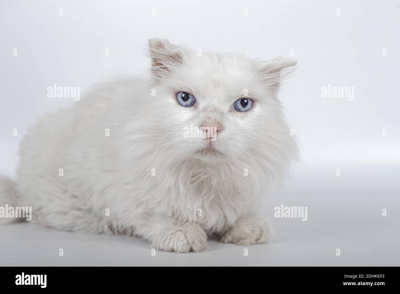 A beautiful white British longhaired cat with blue eyes with a cute