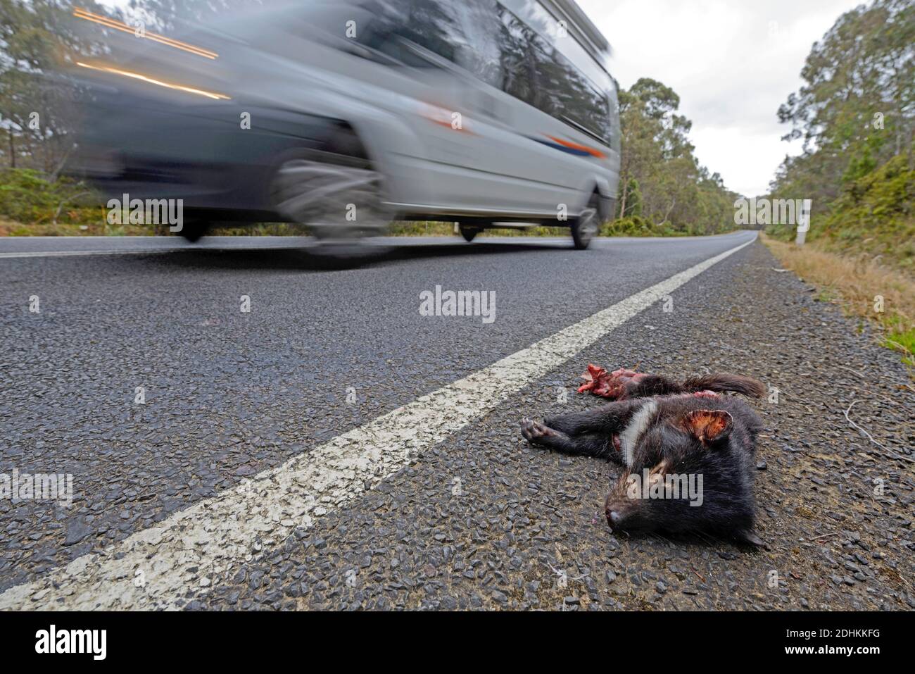Überfahrener Beutelteufel liegt am Straßenrand vor vorbeifahrendem Auto Stock Photo