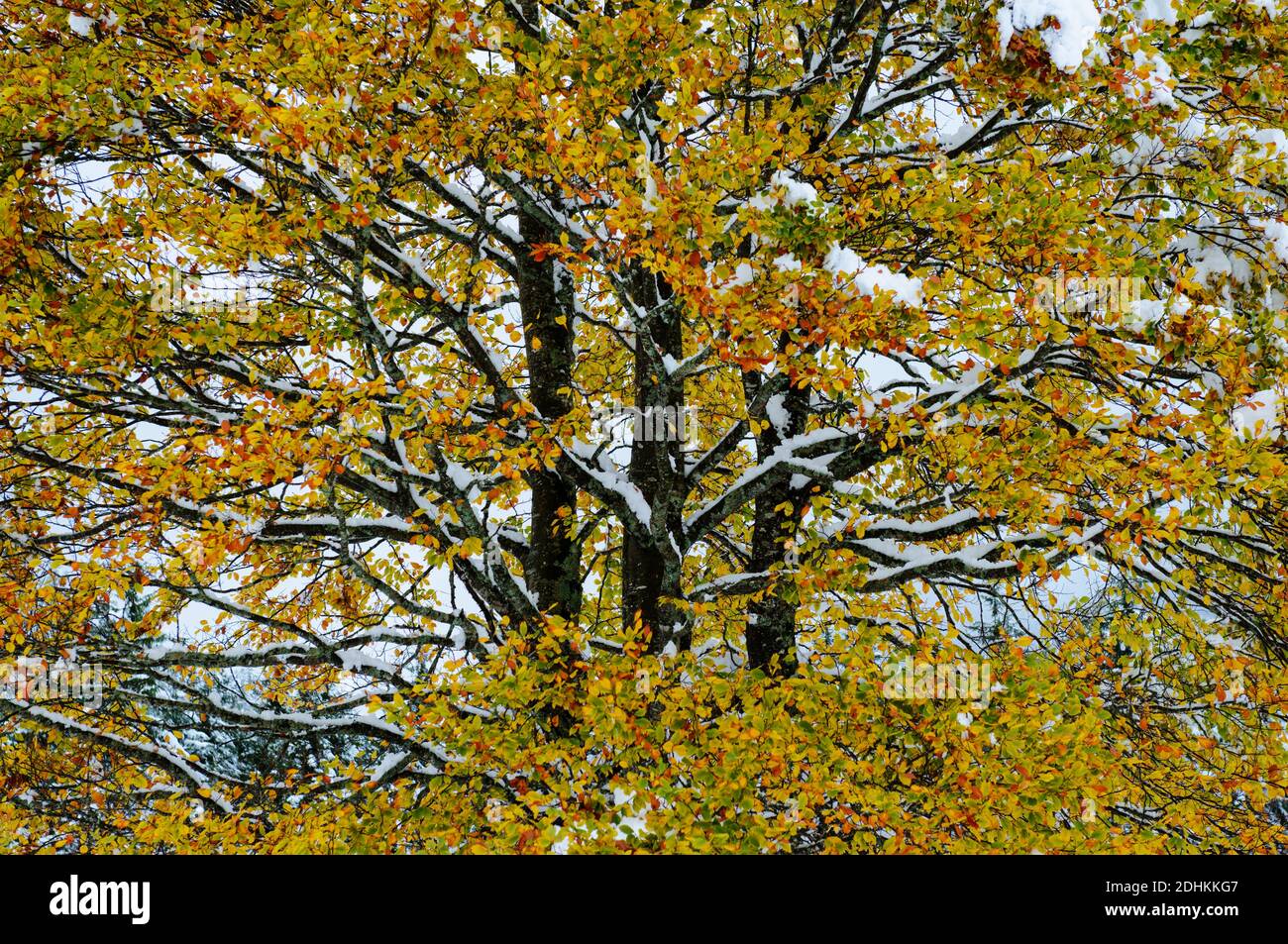 Ausschnitt einer Buche mit gelbem Herbstlaub und Neuschnee, ( Fagus sylvatica), Stock Photo