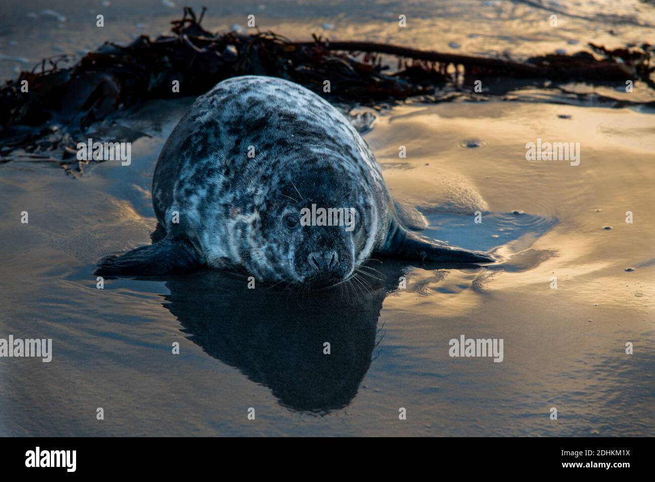 Grey Seal pups from the seal colony on the Farne Islands, Northumberland, after having been abandoned by their mothers after having been weaned Stock Photo