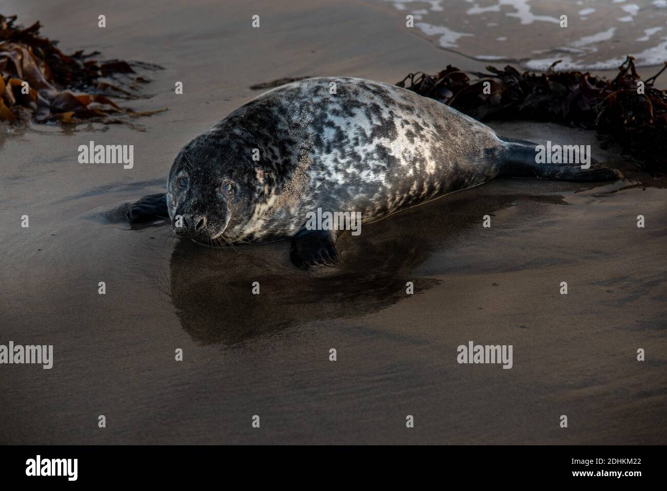 Grey Seal pups from the seal colony on the Farne Islands, Northumberland, after having been abandoned by their mothers after having been weaned Stock Photo