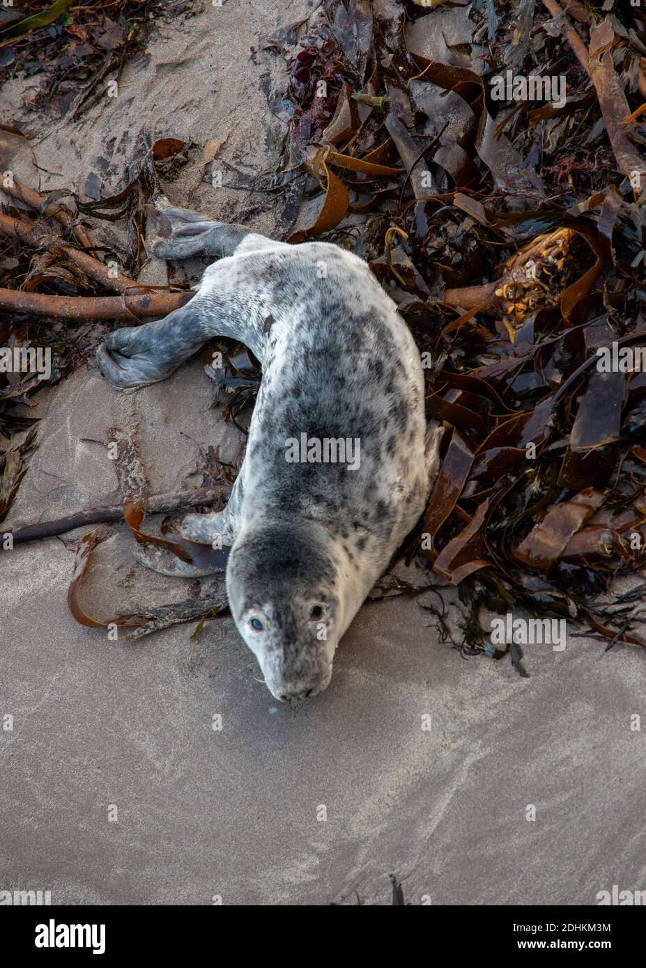 Grey Seal pups from the seal colony on the Farne Islands, Northumberland, after having been abandoned by their mothers after having been weaned Stock Photo