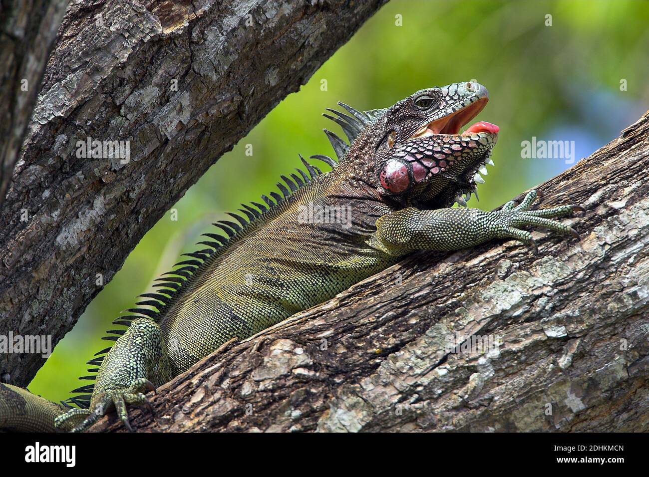 Grüner Leguan - Green Iguana - Venezuela, (Iguana iguana), Stock Photo